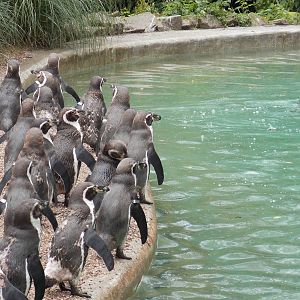Humboldt Penguins