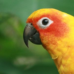 Sun Parakeet