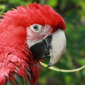 Red-and-green Macaw