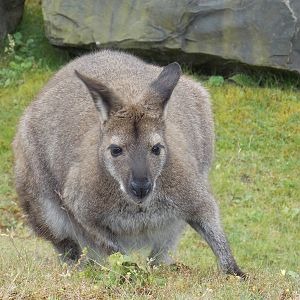 Red-Necked Wallaby