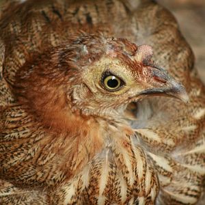 Sri Lanka Junglefowl