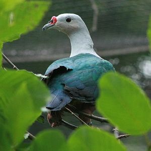 Red-knobbed Imperial-pigeon