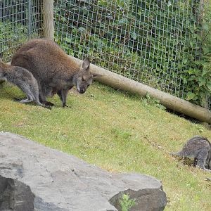 Red-Necked Wallaby