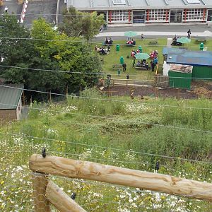 Gelada Baboon Hillside