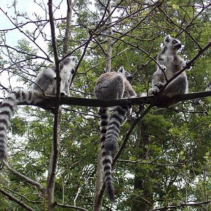 Ring-tailed lemurs