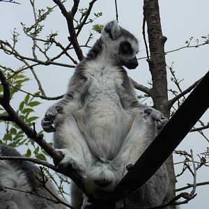 Ring-tailed lemur