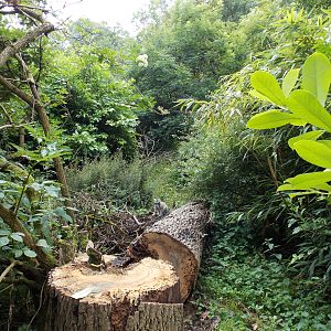 Ring-tailed lemur in lemur walkthrough
