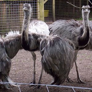 Greater Rhea