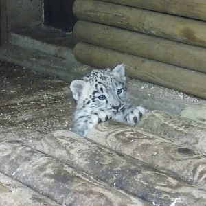 snow leopard cub, Makalu