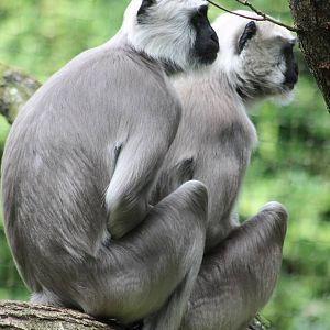 Hanuman langurs