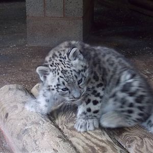 snow leopard cub, Makalu