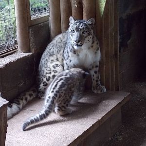 snow leopard cub, Makalu