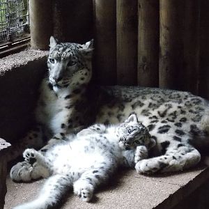 snow leopard cub, Makalu
