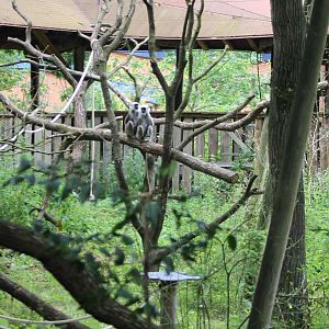 Walk-through enclosure Hanuman langurs