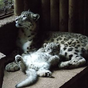 snow leopard cub, Makalu