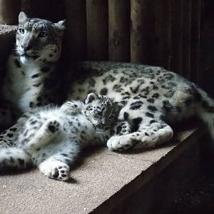 snow leopard cub, Makalu