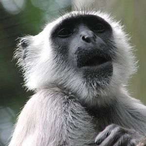 Hanuman langur