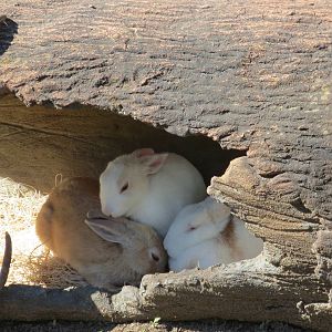 Bunnies in the Discovery Zone