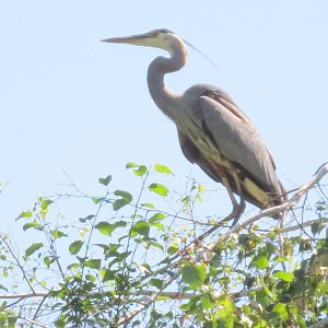 Wild Heron