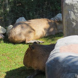 Capybaras Pablo and Diego