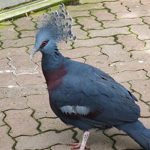 Victoria Crowned Pigeon