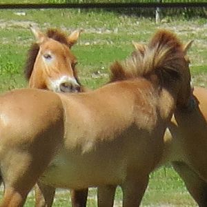 Przewalski's Horse