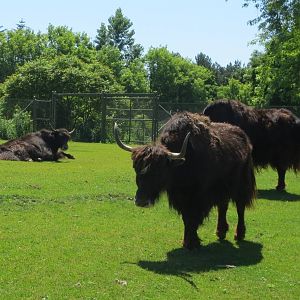 Yaks