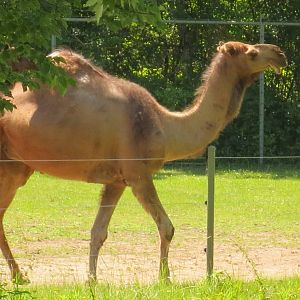 Dromedary Camel
