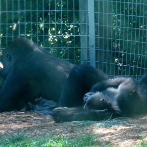Ngozi, Nassir and somewhere in there Nneka