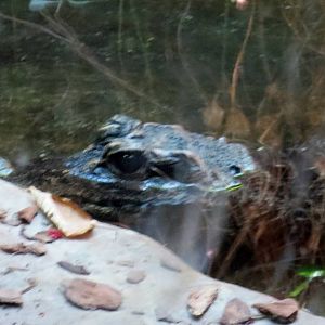 West African Dwarf Croc