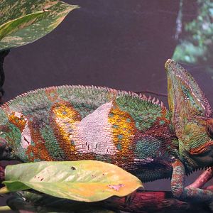 Chameleon