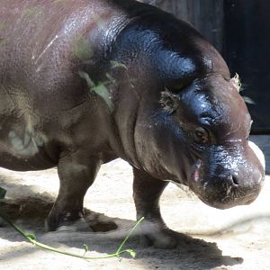 Pygmy Hippo
