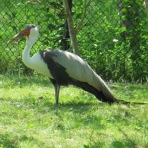 Wattled Crane