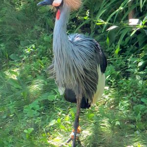 Grey Crowned Crane