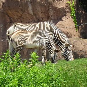 Zebra mom and foal