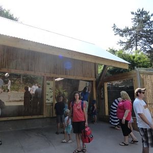 New Komodo Dragon Holding Building and New Side Viewing Window