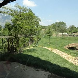 New Cheetah Exhibit