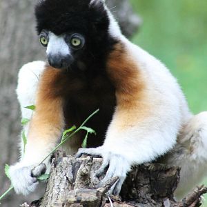 Crowned sifaka