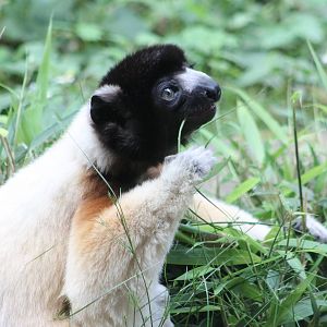 Crowned sifaka