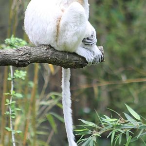 Crowned sifaka