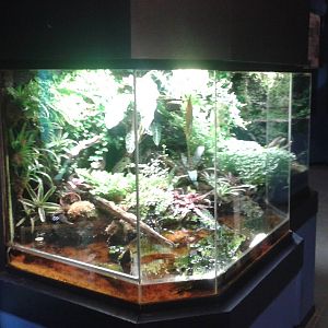Dart frog paludarium