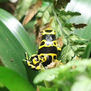 Poisson dart frog