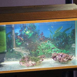 Aquarium with baby Banggai Cardinalfishes