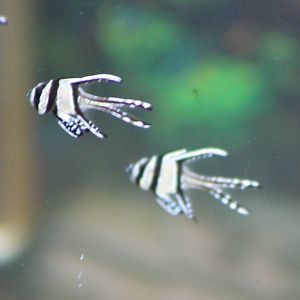 Baby Banggai Cardinalfishes