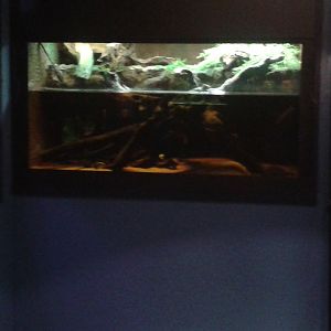 Aquarium Archerfishes