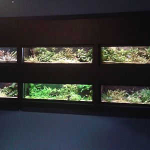 Aquariums smaller freshwater fishes