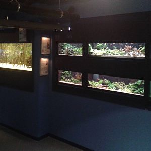 Mangrove and freshwater aquariums