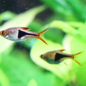 Harlequins rasbora