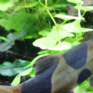 Clown loach