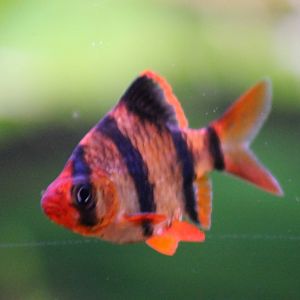Tiger barb